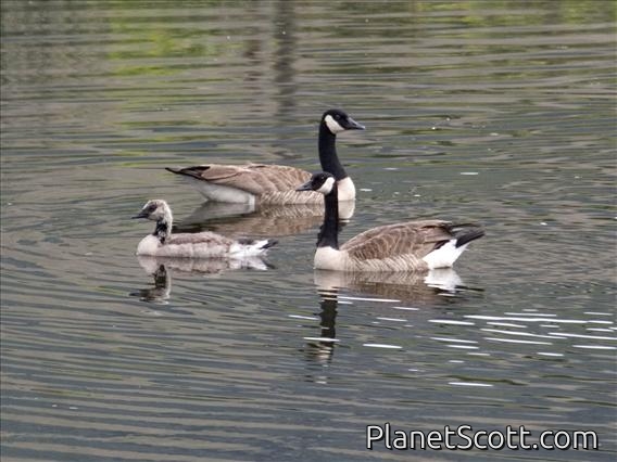 Canada Goose (Branta canadensis)