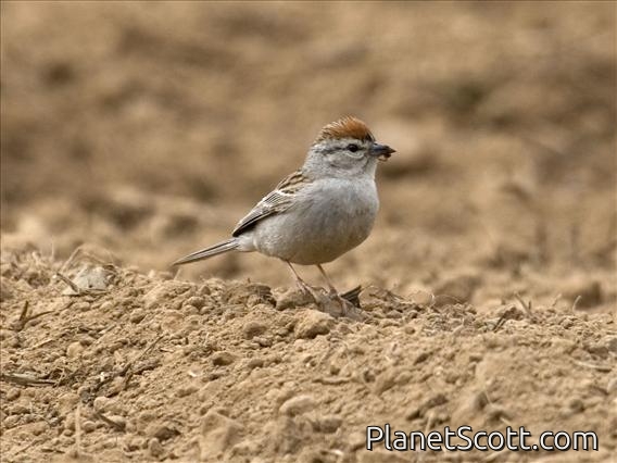 Chipping Sparrow (Spizella passerina) - Breeding