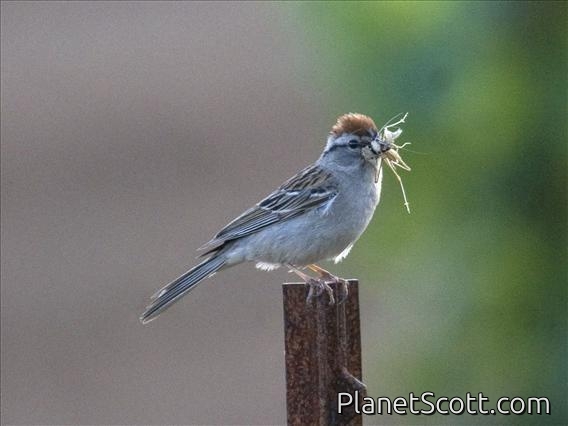 Chipping Sparrow (Spizella passerina)