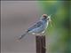 Chipping Sparrow (Spizella passerina)