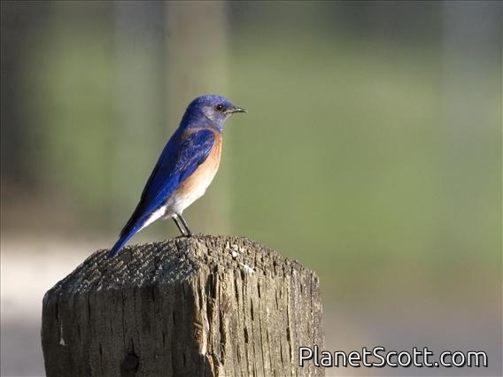 Western Bluebird (Sialia mexicana)