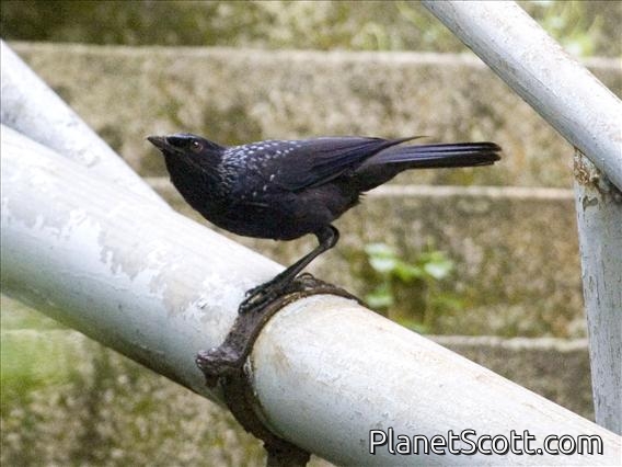 Blue Whistling-Thrush (Myiophonus caeruleus)