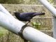 Blue Whistling-Thrush (Myiophonus caeruleus)