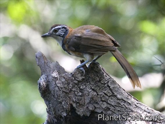 Greater Necklaced Laughingthrush (Ianthocincla pectoralis)