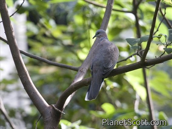 Spotted Dove (Streptopelia chinensis)