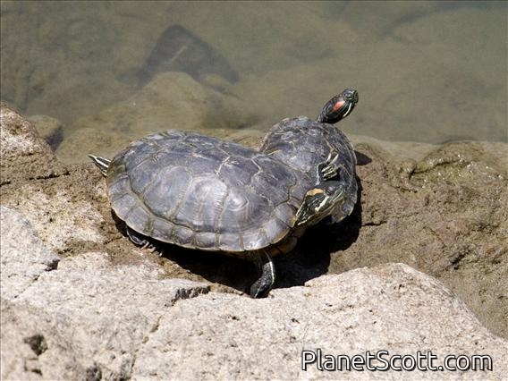 Red-eared Slider (Trachemys scripta)
