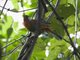 Silver-eared Mesia (Leiothrix argentauris)