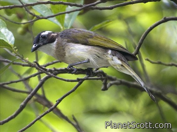 Light-vented Bulbul (Pycnonotus sinensis)