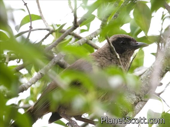 Masked Laughingthrush (Garrulax perspicillatus)