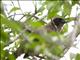Masked Laughingthrush (Garrulax perspicillatus)