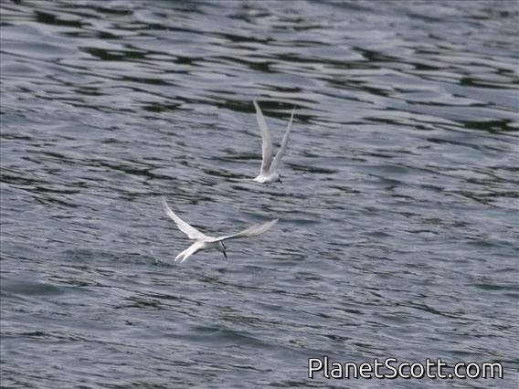Black-naped Tern (Sterna sumatrana)