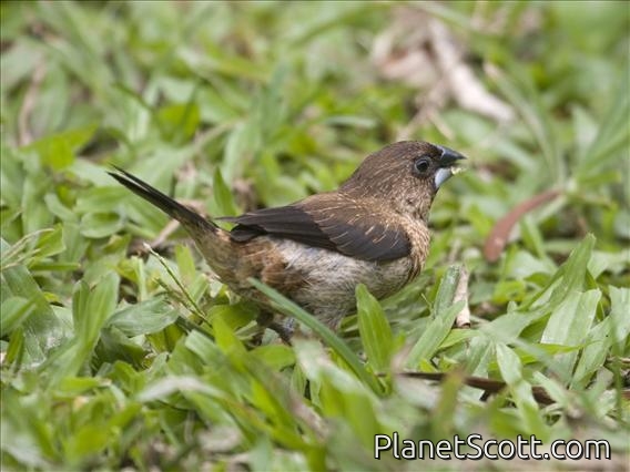 White-rumped Munia (Lonchura striata)