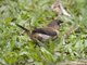 White-rumped Munia (Lonchura striata)