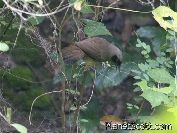 Masked Laughingthrush (Garrulax perspicillatus)