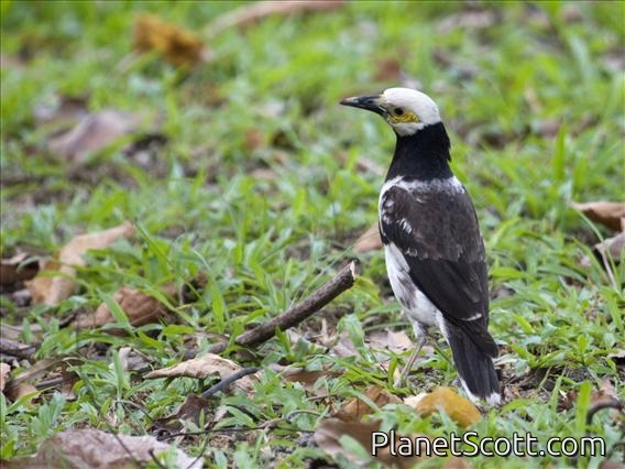 Black-collared Starling (Sturnus nigricollis)