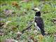 Black-collared Starling (Sturnus nigricollis)