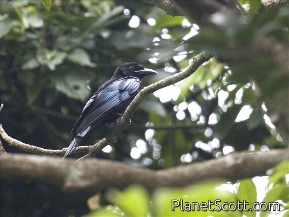 Hair-crested Drongo (Dicrurus hottentottus)