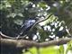 Hair-crested Drongo (Dicrurus hottentottus)