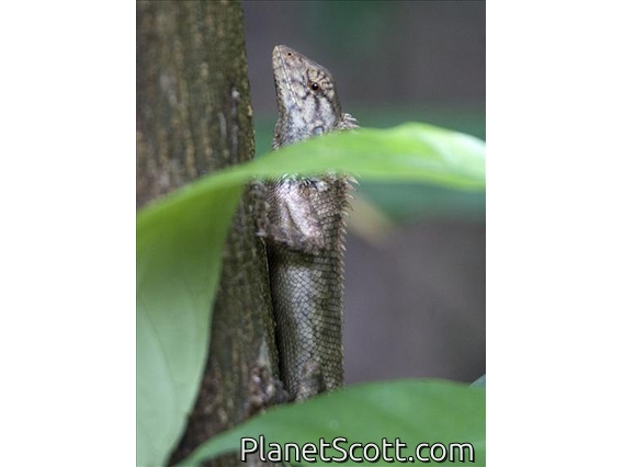 Garden Fence Lizard (Calotes versicolor)