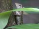 Garden Fence Lizard (Calotes versicolor)