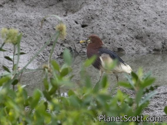 Chinese Pond-Heron (Ardeola bacchus)