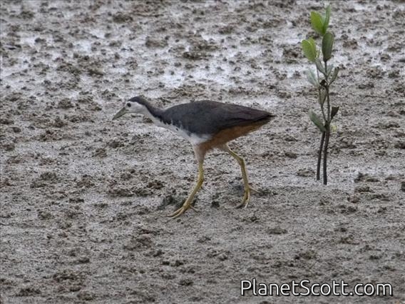 White-breasted Waterhen (Amaurornis phoenicurus)
