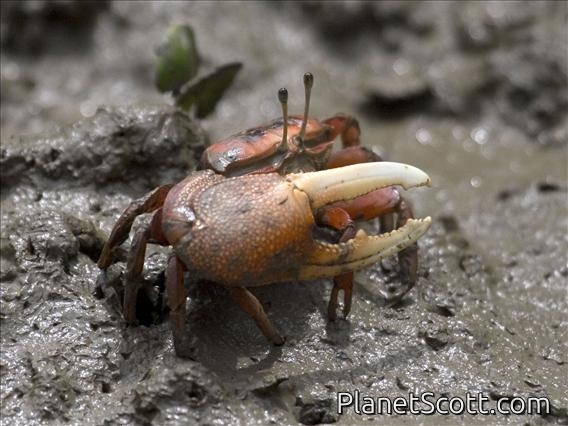 Fiddler Crab (Uca arcuata)