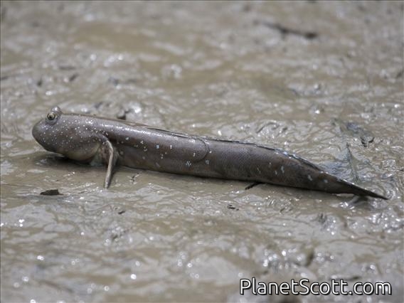 Blue-spotted Mudskipper (boleophthalmus pectinirostris)