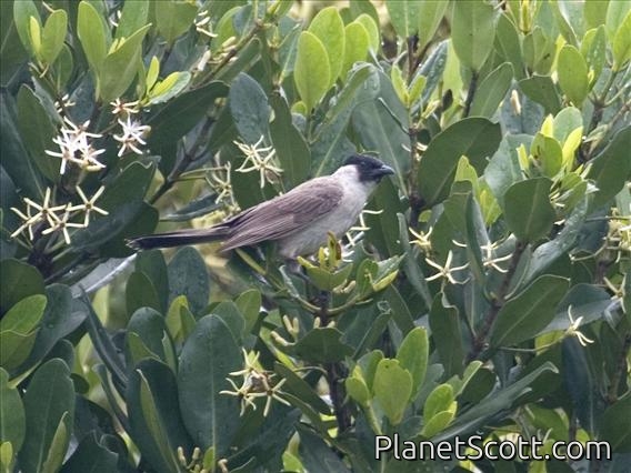 Sooty-headed Bulbul (Pycnonotus aurigaster)