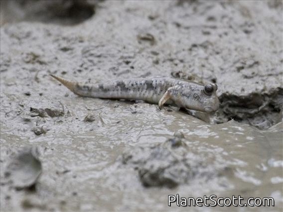 Shuttle's Hoppfish (Periophthalmus modestus)