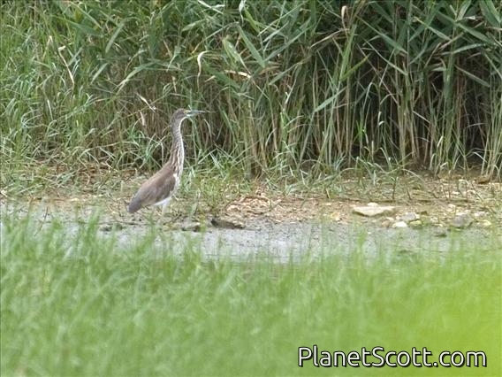 Chinese Pond-Heron (Ardeola bacchus) - Juvenile