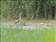 Chinese Pond-Heron (Ardeola bacchus) - Juvenile