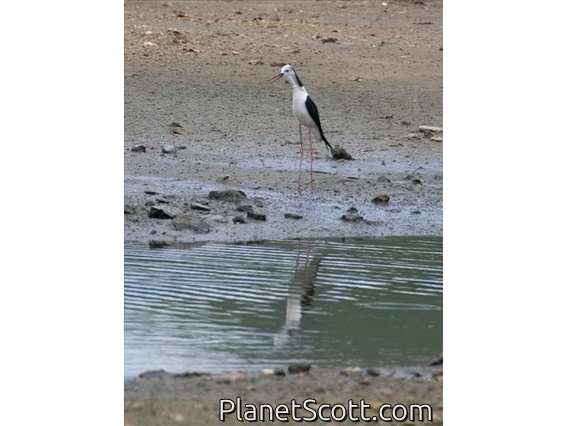 Black-winged Stilt (Himantopus himantopus)