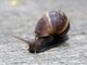 Giant African Land Snail (Achatina fulica)