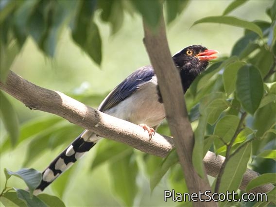 Red-billed Blue-Magpie (Urocissa erythroryncha)