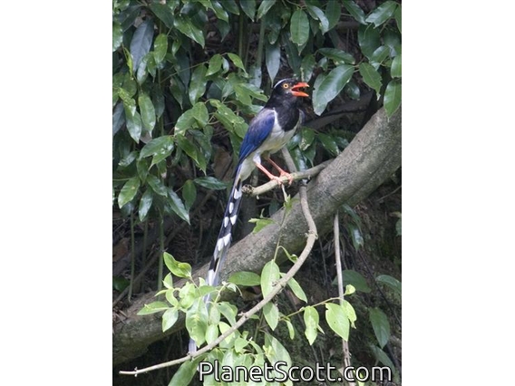 Red-billed Blue-Magpie (Urocissa erythroryncha)