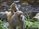 Rhesus Monkey (Macaca mulatta) - Female and Baby