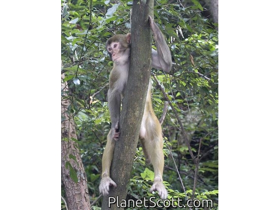 Rhesus Monkey (Macaca mulatta) - Young Male In Tree