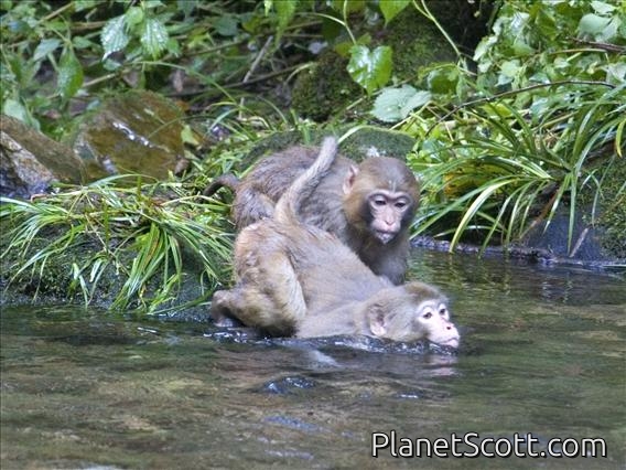 Rhesus Monkey (Macaca mulatta) - Swimming