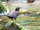Brown Dipper (Cinclus pallasii)