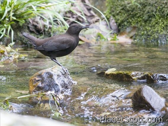 Brown Dipper (Cinclus pallasii)