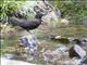 Brown Dipper (Cinclus pallasii)
