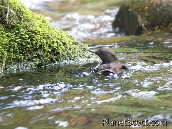 Brown Dipper (Cinclus pallasii) - Swimming