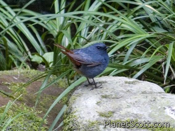 Plumbeous Water-Redstart (Rhyacornis fuliginosus) - Male
