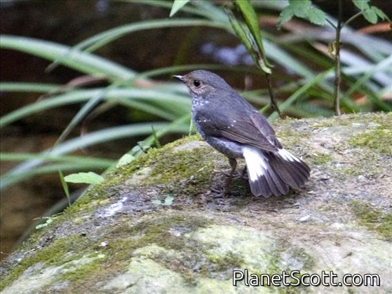 Plumbeous Water-Redstart (Rhyacornis fuliginosus) - Female