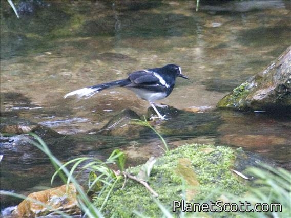 White-crowned Forktail (Enicurus leschenaulti)