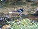White-crowned Forktail (Enicurus leschenaulti)