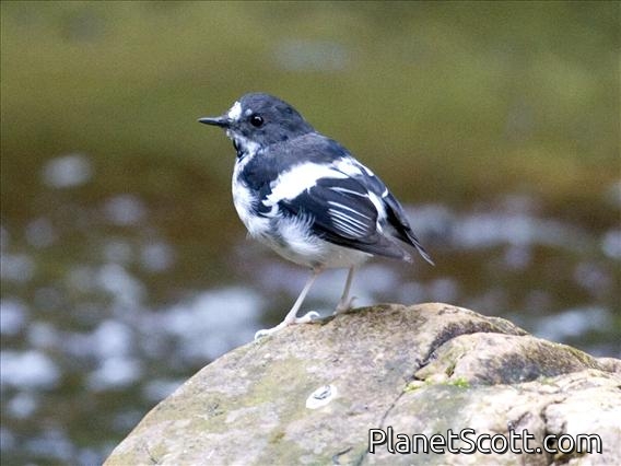 White-crowned Forktail (Enicurus leschenaulti) - Juvenile