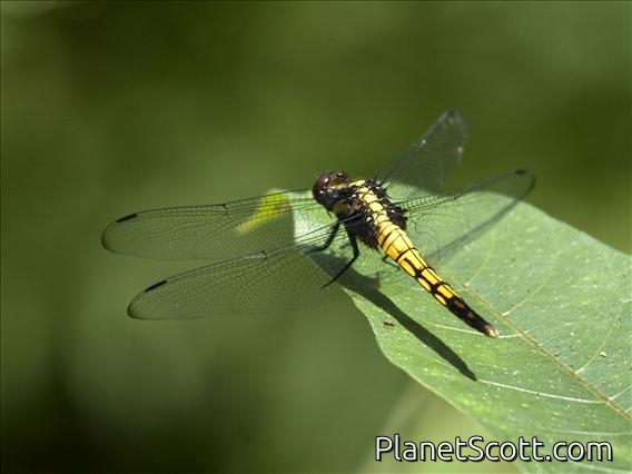 Skipper (Orthetrum sp)