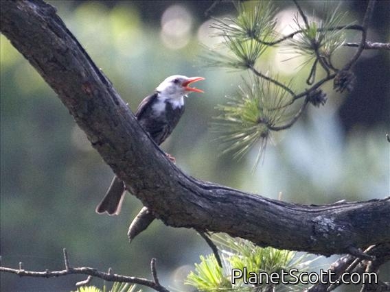 Black Bulbul (Hypsipetes leucocephalus) - White-headed form